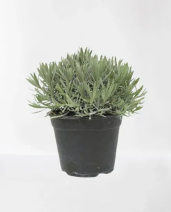 Discount ohgreen Lavendel struik in pot