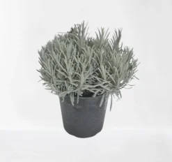 New ohgreen Lavendel struik in pot