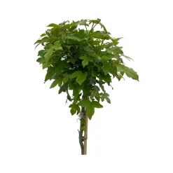 Clearance ohgreen Liquidambar styraciflua