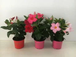 Clearance ohgreen Mandevilla p10,5 lang bloeiend