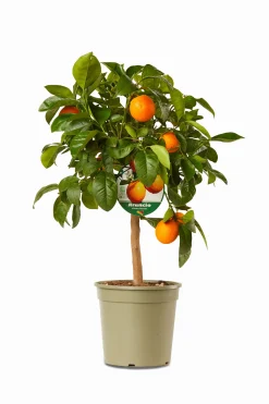 Hot ohgreen Mini citrusboom p20 h70-80