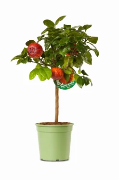 Hot ohgreen Mini citrusboom p20 h70-80