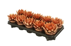 Clearance ohgreen Miranda colo bronze
