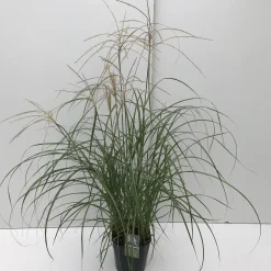 Sale ohgreen Miscanthus sinensis Flamingo ( Prachtriet )