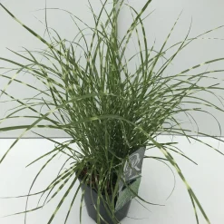 Best ohgreen Miscanthus sinensis Little Zebra ( Prachtriet )