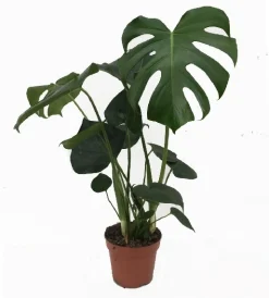 Sale ohgreen Monstera deliciosa