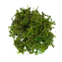 Sale ohgreen Mos groen 30g
