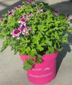 Best ohgreen Muggenwerende plant muggenweg p14