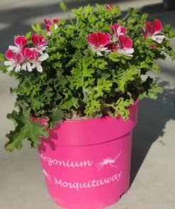 Best ohgreen Muggenwerende plant muggenweg p14