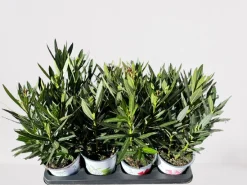 Best ohgreen Oleander struik
