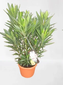 Clearance ohgreen Oleander struik