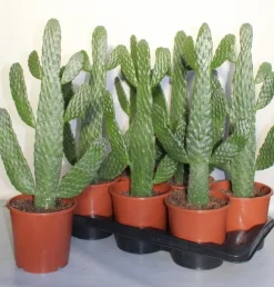 ohgreen Opuntia consulea