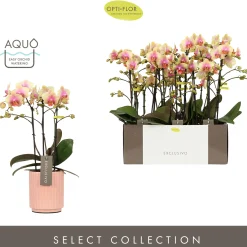 Hot ohgreen Orchidee Phalaenopsis molise roze 3 takken