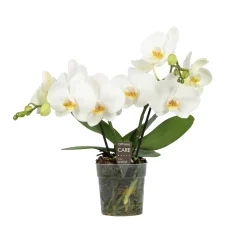 Best ohgreen Orchidee Phalaenopsis shorty white spike