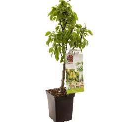 Outlet ohgreen Peer dwergboompje pyrus communis dwergpeer