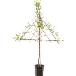 Sale ohgreen Perenboom pyrus communis doyennée comice leiboom