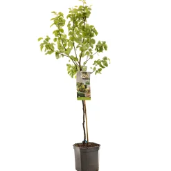 Sale ohgreen Perenboom pyrus communis para dulce laagstam