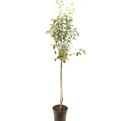 Best ohgreen Perenboom pyrus communis triomphe de vienne halfstam