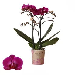 Best ohgreen Phalaenopsis 2 tak 'moreli' paars
