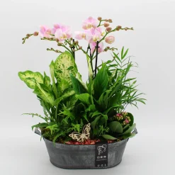 Online ohgreen Phalaenopsis arrangement in zink ( Orchidee )