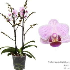 Clearance ohgreen Phalaenopsis azure 2 bloemstelen