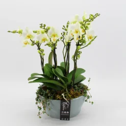 Sale ohgreen Phalaenopsis wit in blauw keramiek ( Orchidee )