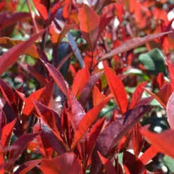 Sale ohgreen Photinia x fraseri carré rouge half stam