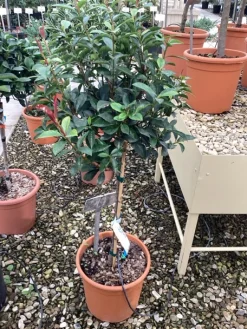 Best ohgreen Photinia x fraseri carré rouge mini stam
