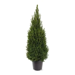 Best ohgreen Picea glauca 'Perfecta'