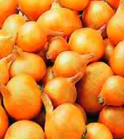 Discount ohgreen Plantsjalot yellow moon 7/15 500g