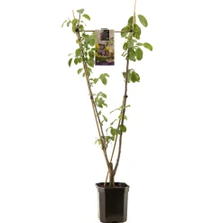 Best ohgreen Pruim prunus domestica duo-pruim