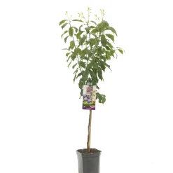 Best ohgreen Pruimenboom prunus domestica hauszwetsch laagstam