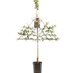 Best ohgreen Pruimenboom prunus domestica opal leiboom