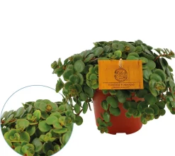 Discount ohgreen Sedum Tornado