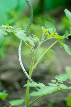Outlet ohgreen Spiraalvormige plantensteun
