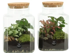 Discount ohgreen Terrarium arrangement