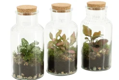 Hot ohgreen Terrarium arrangement