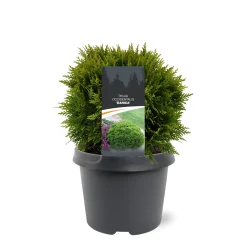 Discount ohgreen Thuja occidentalis 'Danica'