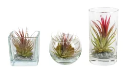 Best ohgreen Tillandsia glas mix (luchtplantje)