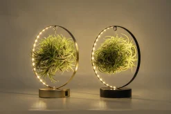 Discount ohgreen Tillandsia led edition
