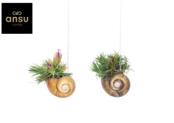 Best ohgreen Tillandsia Shelly hang (luchtplantje)