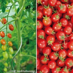 ohgreen Tomatenspiraal