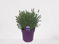 New ohgreen Vlinder lavendel p18