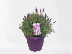 Hot ohgreen Vlinder lavendel p25