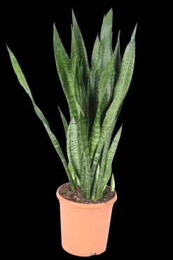 Sale ohgreen Vrouwentongen 'Sanseviera trifasciata "Laurentii"