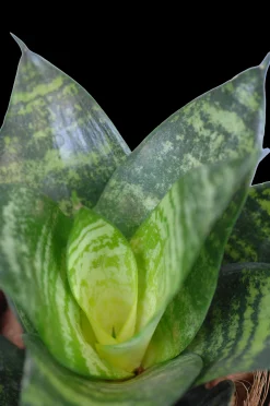 Sale ohgreen Vrouwentongen 'Sanseviera trifasciata "Laurentii"