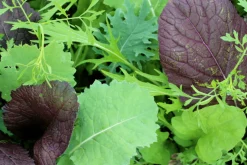 Best ohgreen Zaden: asiasla mesclun