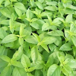 Best ohgreen Zaden: basilicum citronella