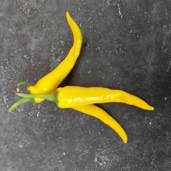 Sale ohgreen Zaden: cayenne-peper geel
