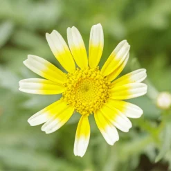 Best ohgreen Zaden: chrysant eetbaar shungiku